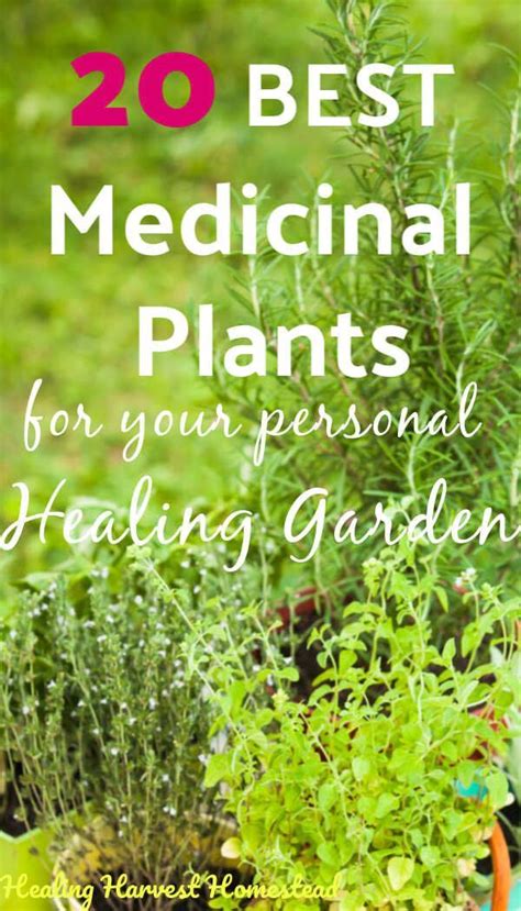 02b 20 Medicinal Herbs To Grow Make Your Own Herbal Remedies With