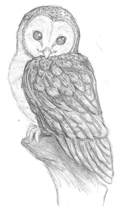 Realistic Owl Drawing