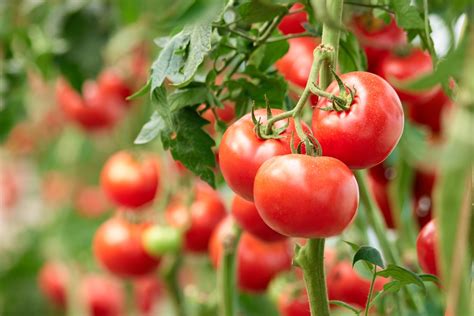 Wild Tomato Shows Better Resistance To Bacterial Canker Than Cultivated