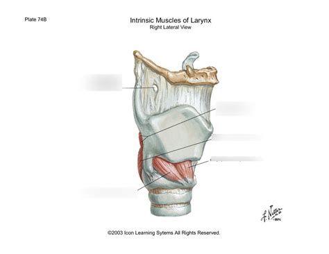 Intrinsic Muscles Of Larynx Right Lateral Diagram Quizlet