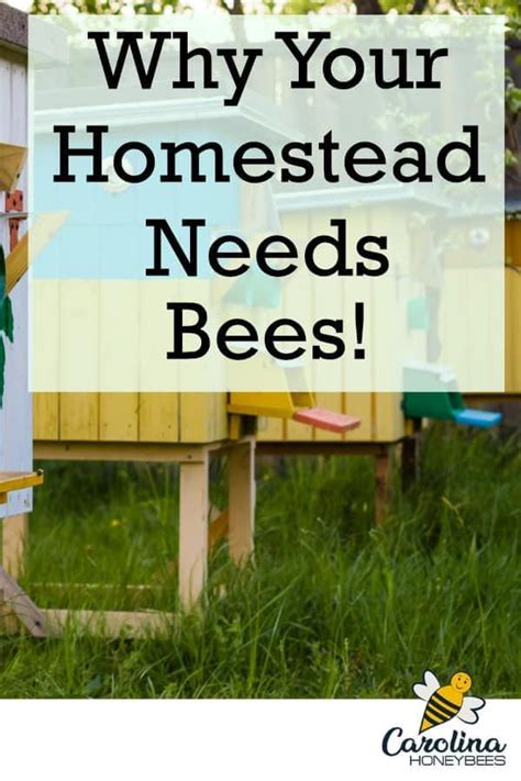 Beekeeping For Beginners Get Started With Bees Carolina Honeybees
