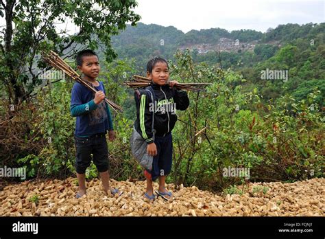 Young Boys Carrying Bird Traps Nearby Akha Tribe Village In The