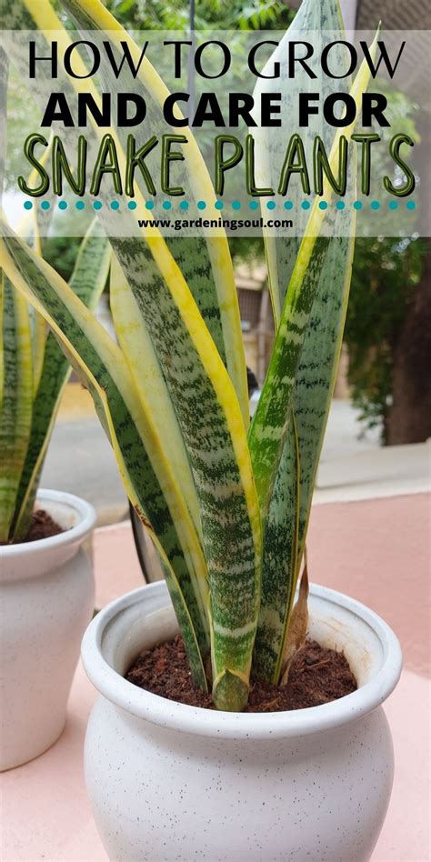 How To Grow And Care For Snake Plants Plants Snake Plant Care Snake