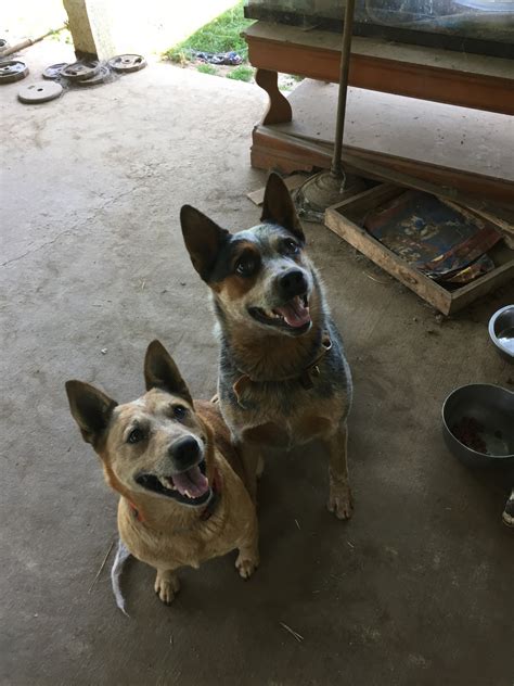 However, free heeler dogs and puppies are a rarity as rescues usually charge a small adoption fee to cover their expenses (usually less than $200). Australian Cattle Dog Puppies For Sale | Brush Prairie, WA ...