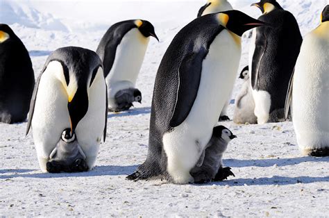 Yes, penguins do have feathers. Emperors of the Ice: Penguins | How do they withstand the ...