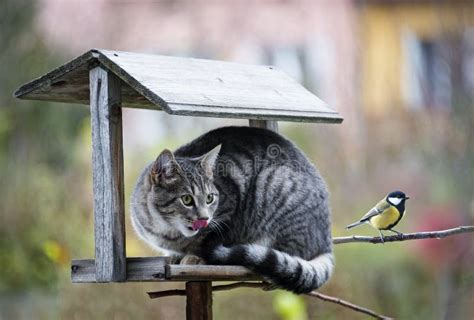 Cat Hunting A Bird Stock Image Image 35023251