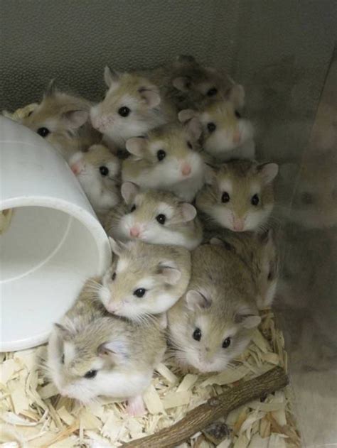 20 Reasons Hamsters Are The Perfect Pets Cute Hamsters