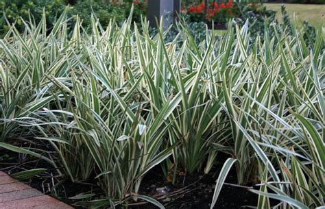Australian Native Shade Plants Plants Bw