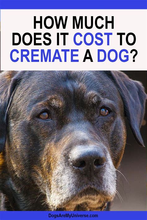 The most important thing is that you have a desire to change yourself and to change your attitude by constantly postponing them during working hours, you create an unpleasant emotional strain when you have time to relax — never neglect it! How Much Does It Cost To Cremate A Dog? | Pet health ...