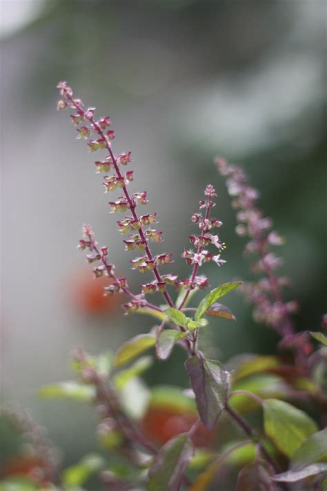 Tulsi Plant Wallpapers Wallpaper Cave