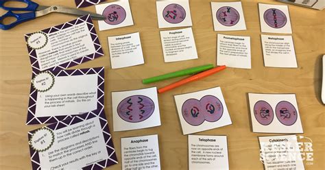 This Is One Of The Activities From The Mitosis And Meiosis Station Lab