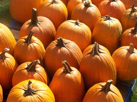 Pumpkin Wallpapers Free - Wallpaper Cave