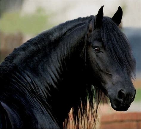 1000 Images About Beautiful Black Horses On Pinterest Dressage