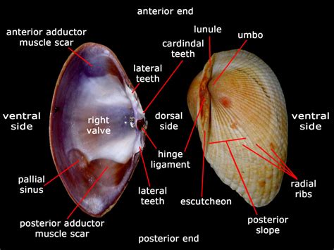 Clams Characteristics Properties Reproduction And More