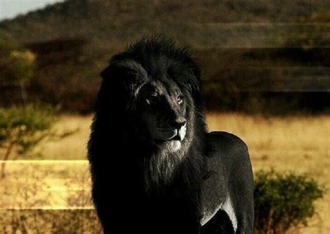 See more ideas about curly hair styles, natural hair styles, big hair. Is this a Photograph of a Black Lion?
