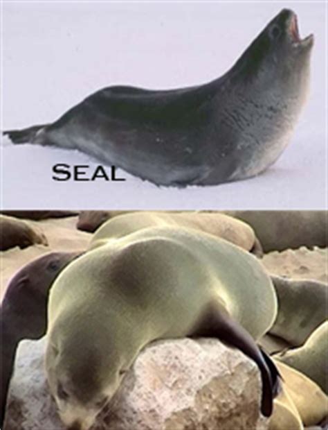 Seals are closely related to. Difference Between Seals and Sea Lions | Difference Between