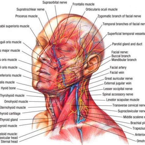 Neck muscles are bodies of tissue that produce motion in the neck when stimulated. Human Head Anatomy Diagram Bones Of The Human Head Anatomy ...