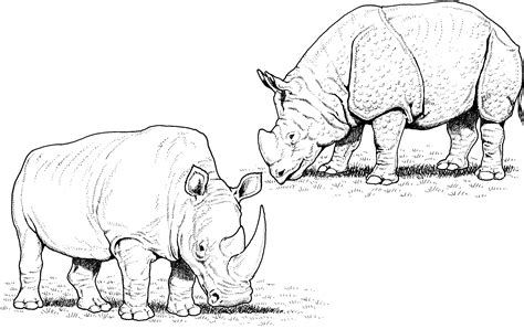 Rhino Coloring Pages Printable Coloring Pages