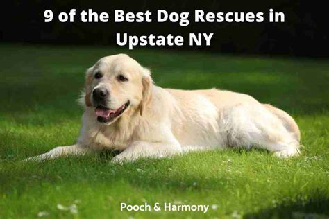 Remarkable Dog Rescues In Upstate Ny Pooch And Harmony
