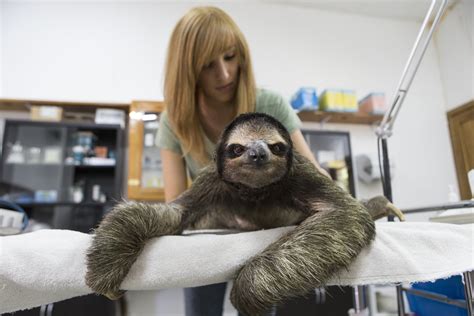 How Can I Get A Job With Sloths The Sloth Conservation Foundation