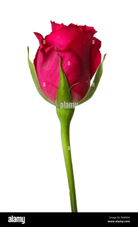 Pink Rose Bud Stock Photo Alamy