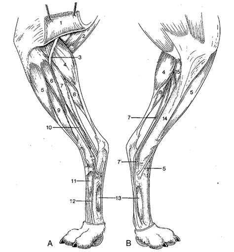 Canine Forelimb Anatomy Anatomical Charts And Posters
