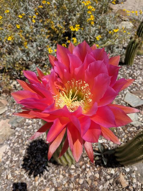 Tucsons Arizona Sonora Desert Museums Blooming Torch Cacti Wanderwisdom
