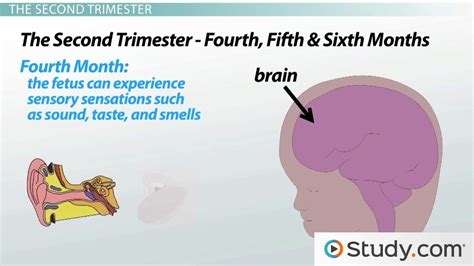 Prenatal Brain Development Stages And Factors Lesson