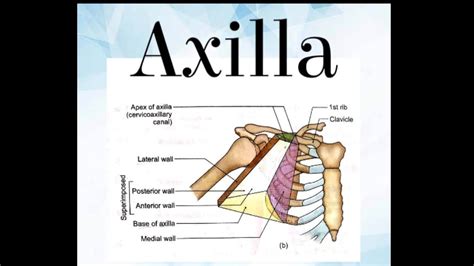 Axilla And Its Contents Anatomy Part1 Youtube
