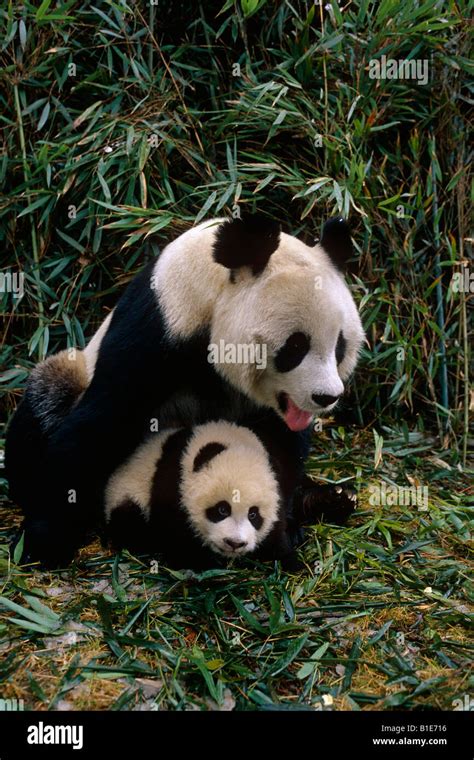 Panda Gigante En Wolong Mother And Cub Panda Preservar La Provincia De