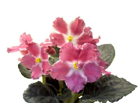 African violets have a variety of shades of leaf color. 20 Different African Violet Varieties (Photos) | African ...