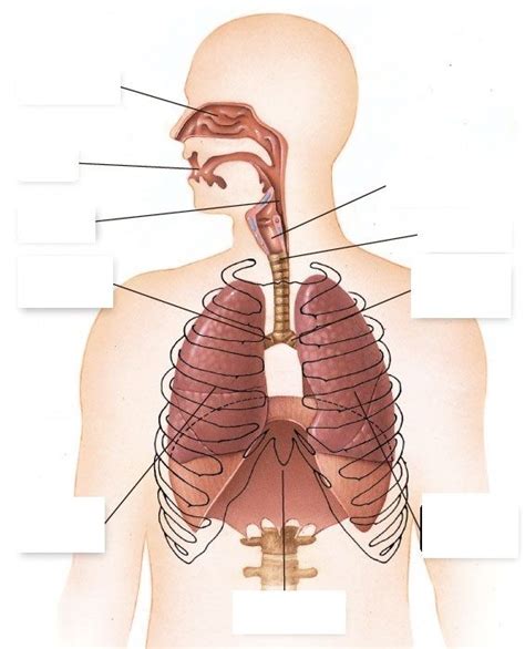Imagen Para Completar Las Partes Del Aparato Respiratorio Partes Del Aparato Respiratorio