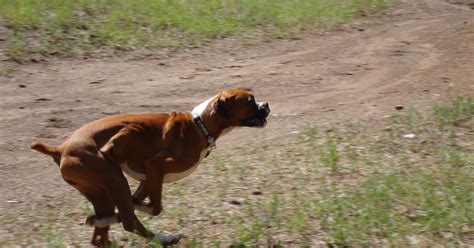 3 Dog Blog A Boxer Adventure Boxer Agility Update