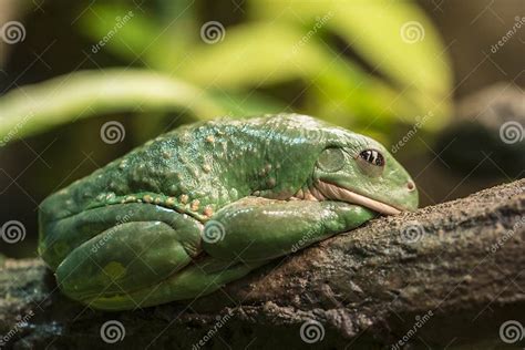 Mexican Dumpy Tree Frog Stock Photo Image Of Pachymedusa 44352868