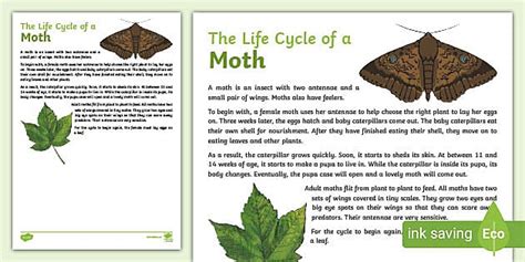 The Life Cycle Of A Moth Explanation Writing Sample Australia