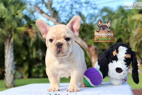 French bulldog puppies available in florida french bulldog financing available! French Bulldog puppy for sale near South Florida, Florida ...
