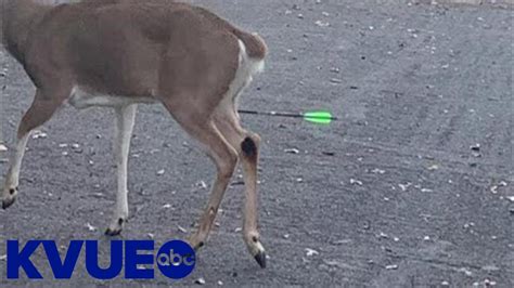 Deer Shot With Arrow In Northwest Austin Kvue Youtube