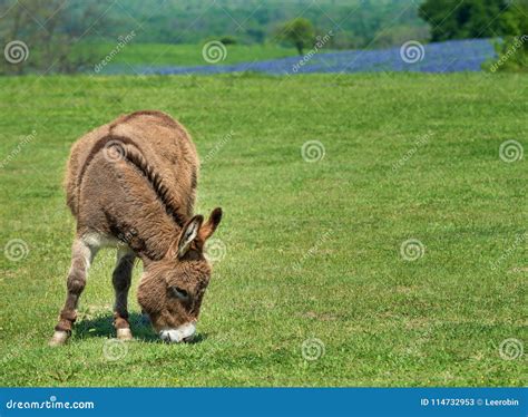 Donkey Grazing On Green Spring Pasture Stock Image Image Of Blue