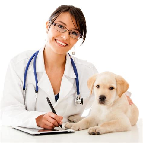 Pet Talk In Illinois So You Want To Become A Veterinariannow What