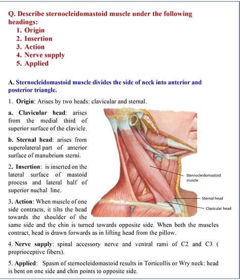 Posterior Triangle Of Neck Anatomy Qa