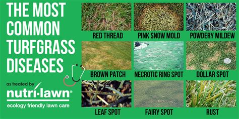 Turfgrass Disease Guide