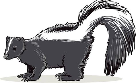 Best Skunk Illustrations Royalty Free Vector Graphics And Clip Art Istock