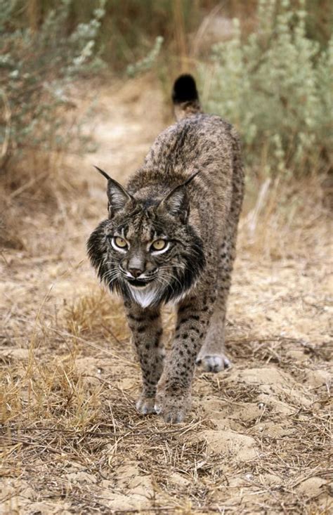 Factual Animal Facts On Iberian Lynx Animals Small