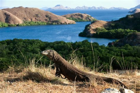 Wisata Taman Nasional Komodo Ini 3 Pulau Yang Bisa Dijelajahi