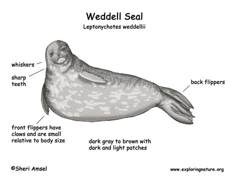 The Anatomy Of A Weddell Seal With Labels On Its Body And Features In