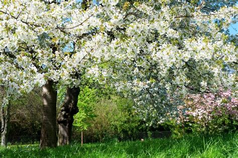 Questi alberi con bellissimi fiori riempiono il paesaggio di colore, mostrando il loro magnifico colore. Alberi In Primavera Con I Fiori Bianchi Fotografia Stock - Immagine di frutta, podere: 31876492