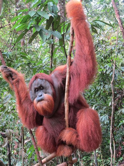 Orangutans In The Indonesian Jungle Bukit Lawang Sumatra Mach 2012
