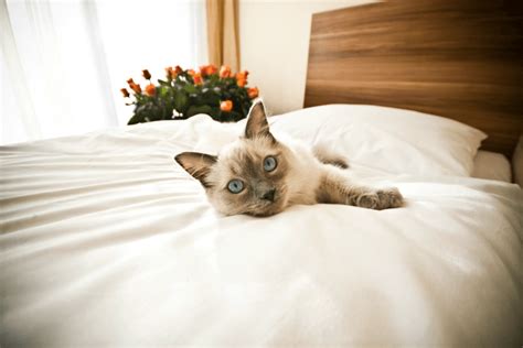 Pet friendly doesn't always translate to cat friendly when booking hotels, so we've gathered a list of hotel chains that will welcome you and your cat! Finding a Cat Friendly Hotel - My 3 Little Kittens