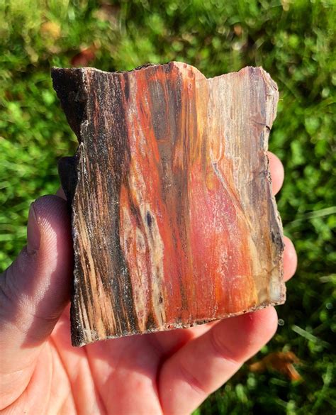 How To Identify Petrified Wood Rock