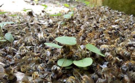 méxico las abejas están en situación ‘apocalíptica unam